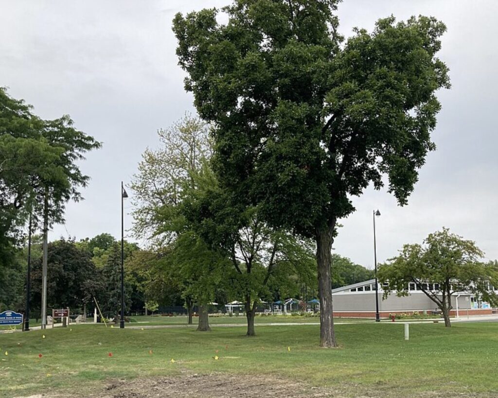 A park scene with tall trees, a grassy lawn, and a modern building in the background; small colored flags scattered on the ground.