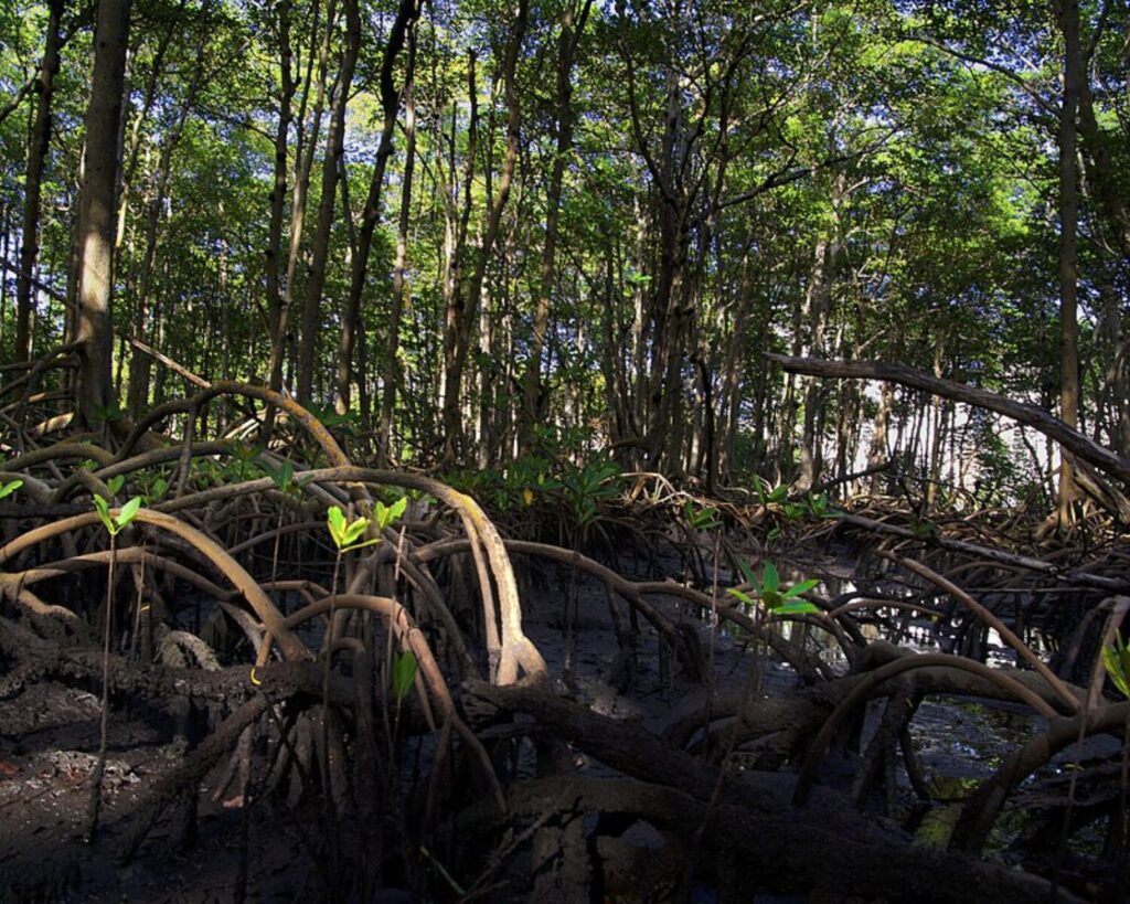 Mangrove forest with winding aerial roots, shallow water, and dense green foliage forming a shaded swampy scene