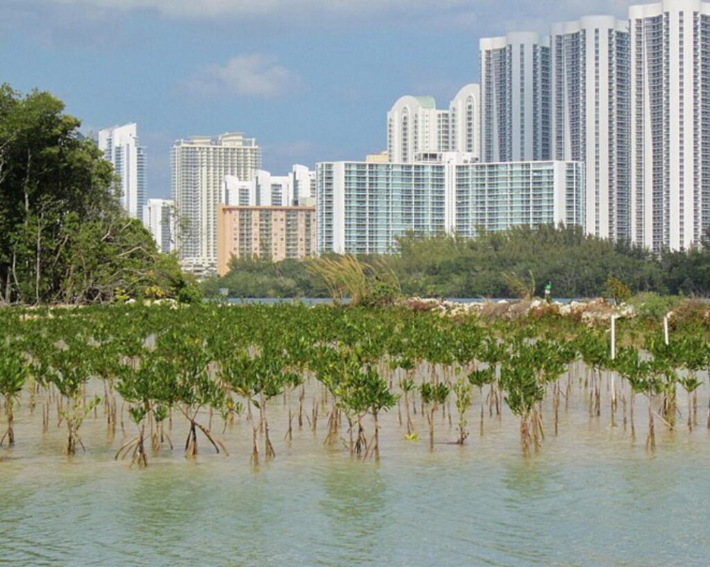 Mangrove shoreline at Oleta State Park with shallow water, coastal greenery, and high-rise buildings in the background.