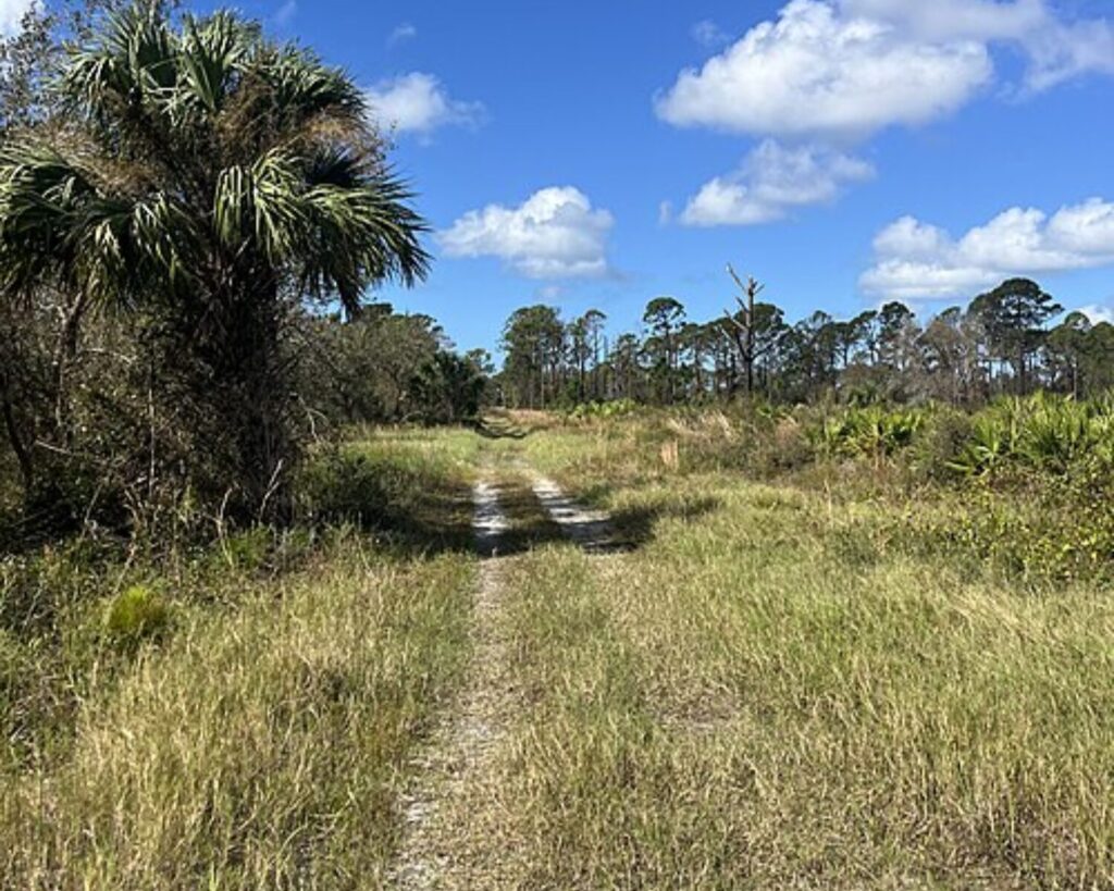Open grass trail through a natural preserve with palm trees, shrubs, and blue sky with clouds.