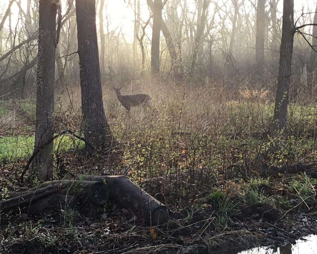LaBagh Woods with sunlight through bare trees, dense brush, fallen logs, and a deer in the forest.