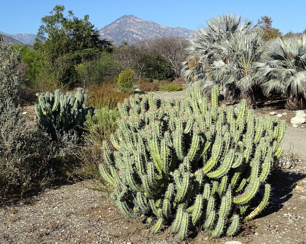 Desert garden with tall ribbed cacti in the foreground and a mountain range under a clear blue sky in the background.