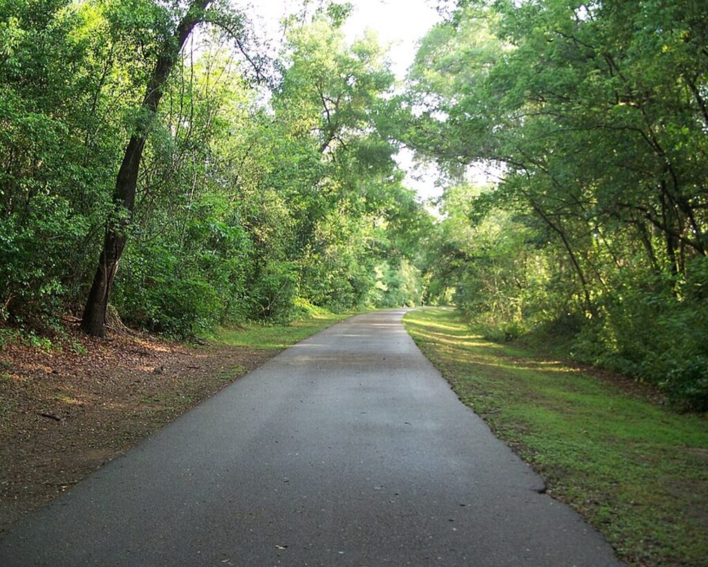 Paved country road winding through a dense green forest with sunlight filtering through the trees.