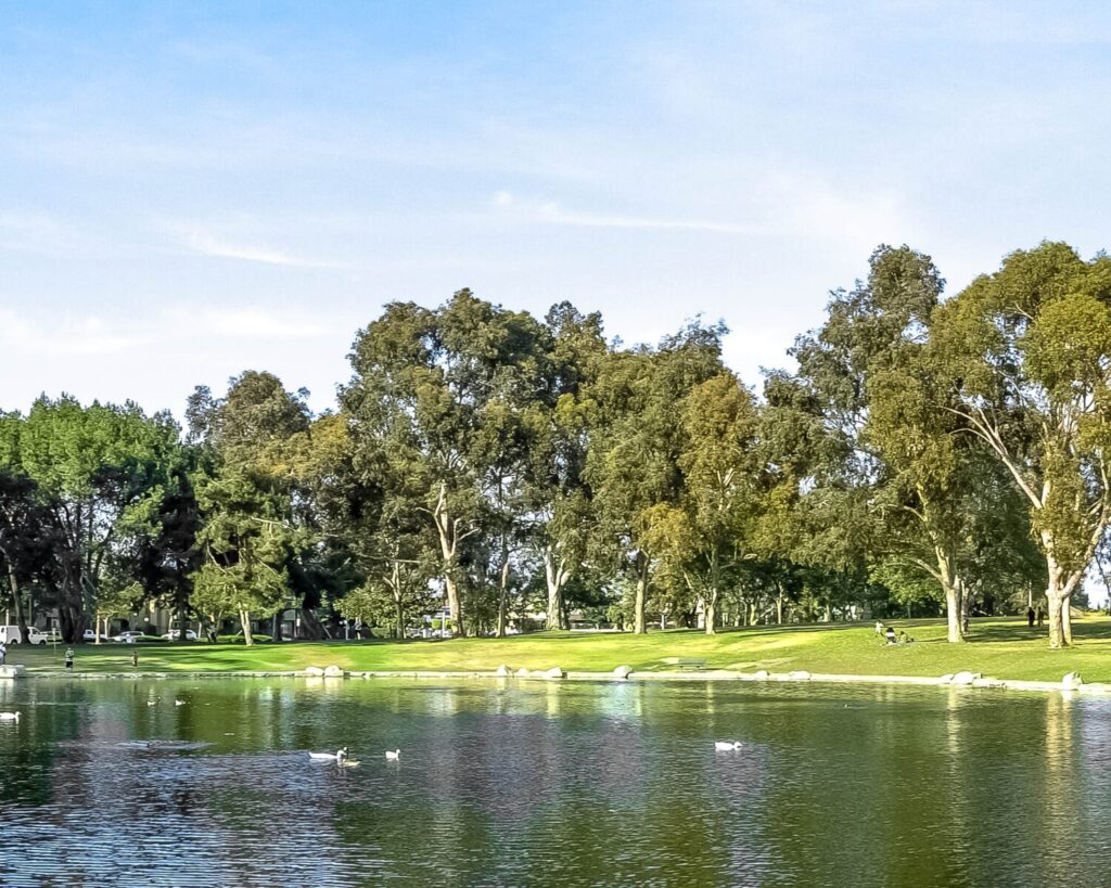 Calm lake with a grassy park and tall trees along the shore; ducks float on the water under a clear blue sky.