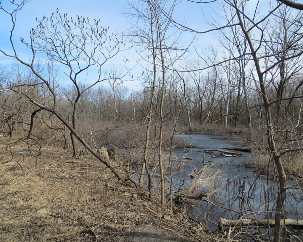 Leafless woodland surrounding a shallow wetland at William W. Powers State Recreation Area under a clear blue sky.