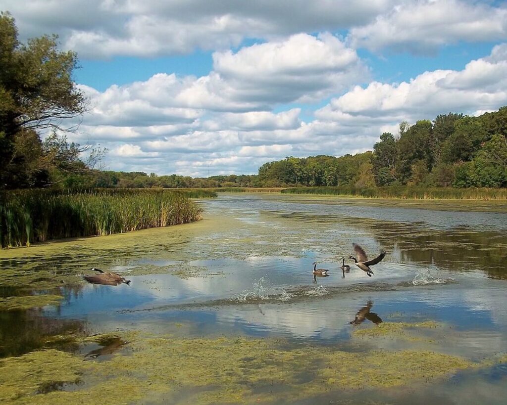 Geese taking flight over a calm lake at Busse Woods, surrounded by reeds and trees beneath a cloud-filled sky.