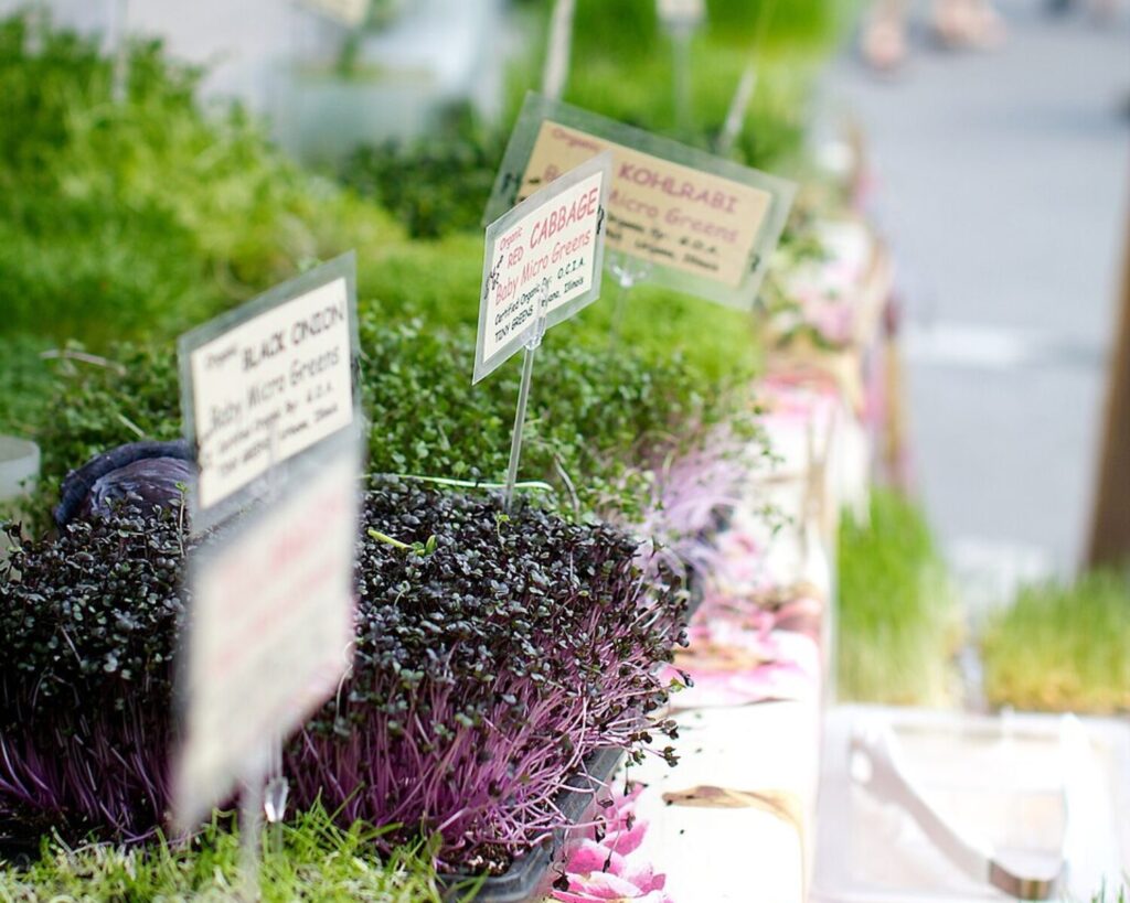 Close-up of purple microgreens in trays at a market stand with small signs naming varieties like 'Black Onion' and 'Red Cabbage' in the background.