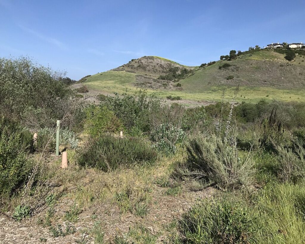 Rolling green hills and native scrub vegetation in Aliso and Wood Canyons Wilderness Park under a clear blue sky.