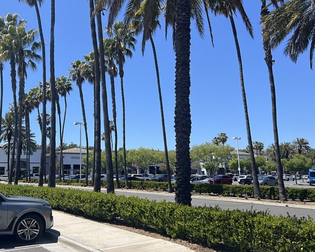 Palm-lined Aliso Viejo Town Center with parked cars, landscaped walkways, and shopping center buildings under a clear blue sky.