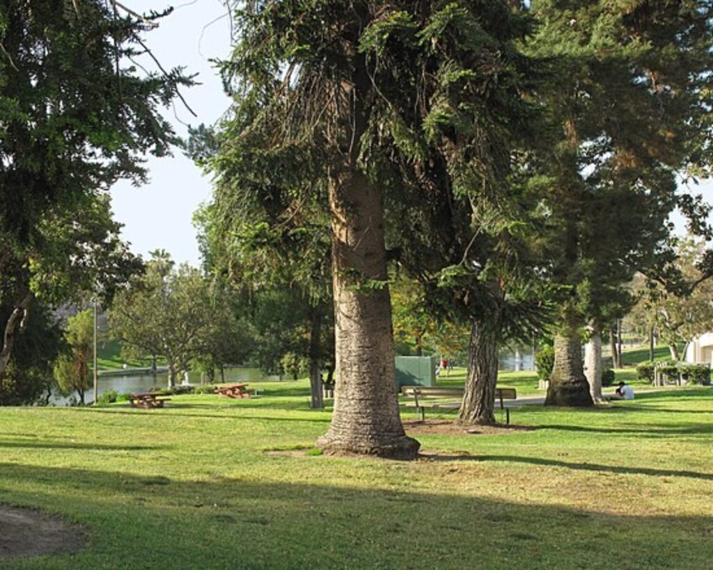 Grassy Hollenbeck Park in Los Angeles with mature trees, picnic tables, and open lawn areas.