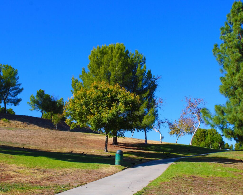 A sunny park with a concrete path winding through green grass and trees under a bright blue sky, with a green trash can near the path.