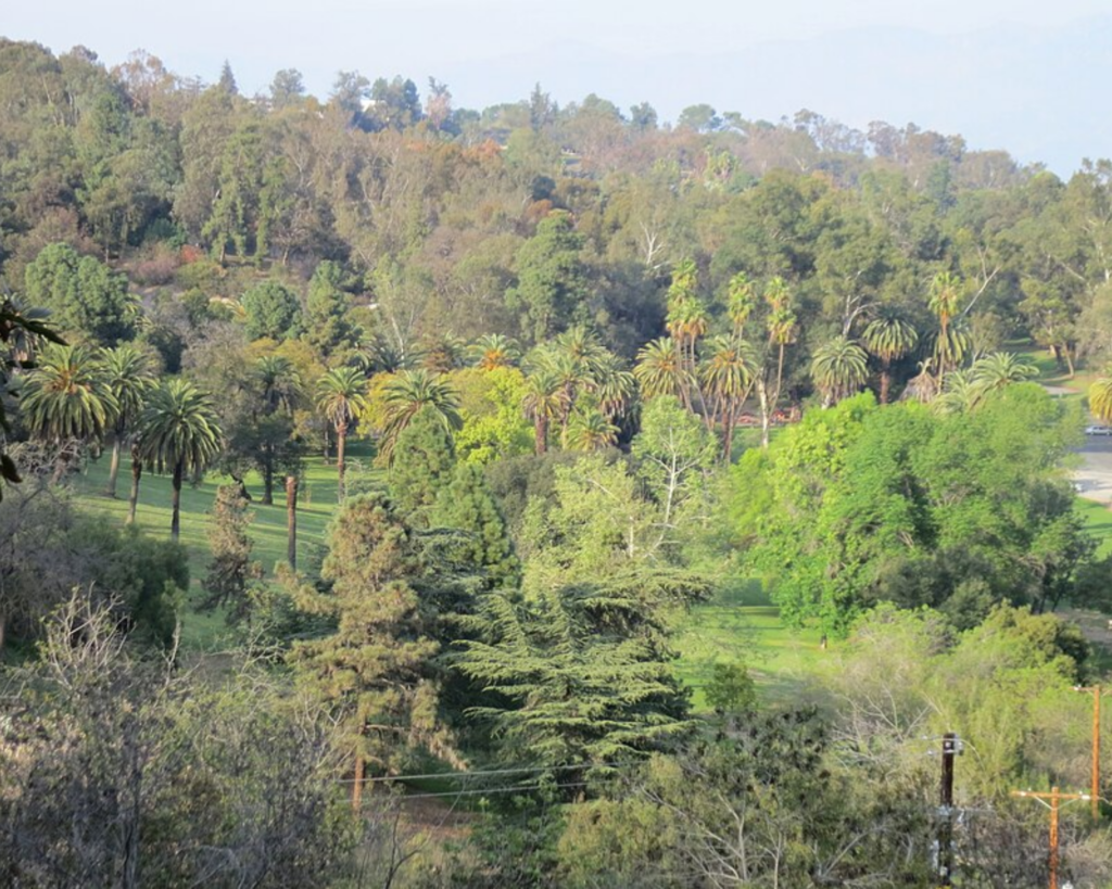 A city park with tall palm trees and green lawns, rolling wooded hills in the background.