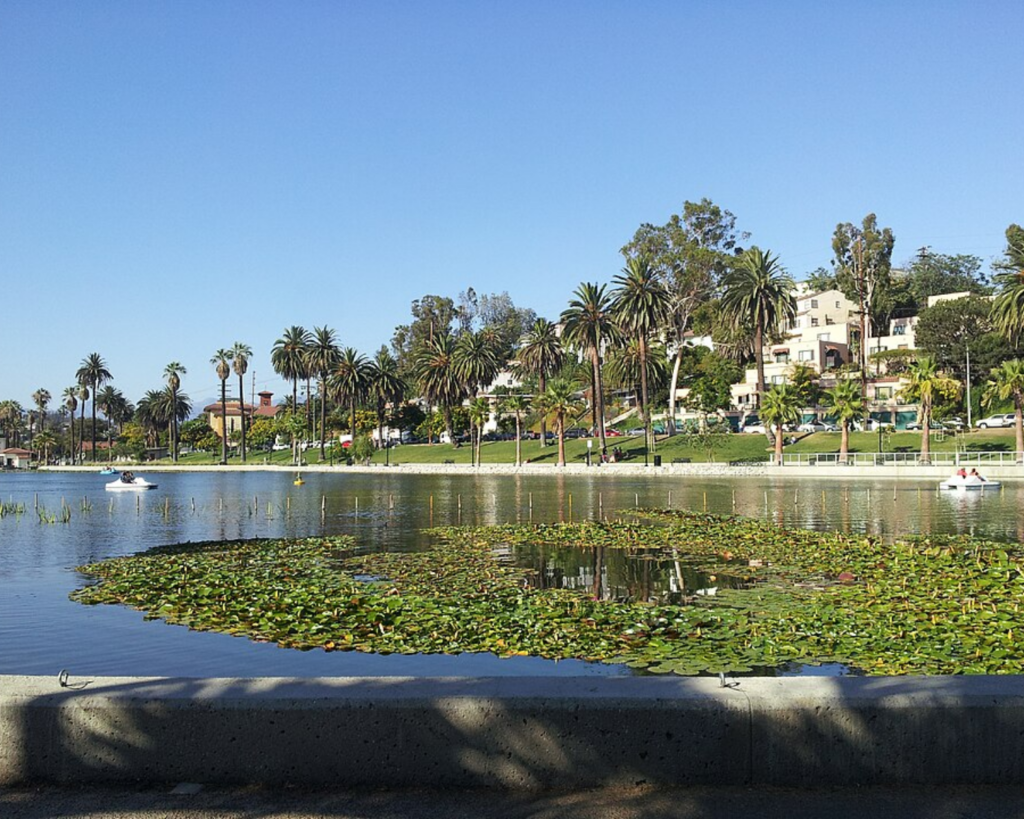 Lake scene with a foreground edge of a concrete embankment, lily pads across the calm water, and palm trees lining a park along a sunny shoreline of low-rise buildings.