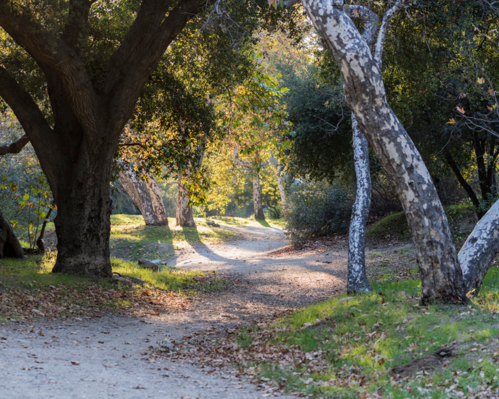 Dirt path winds through a sunlit forest of large trees with dappled light and fallen leaves nearby.