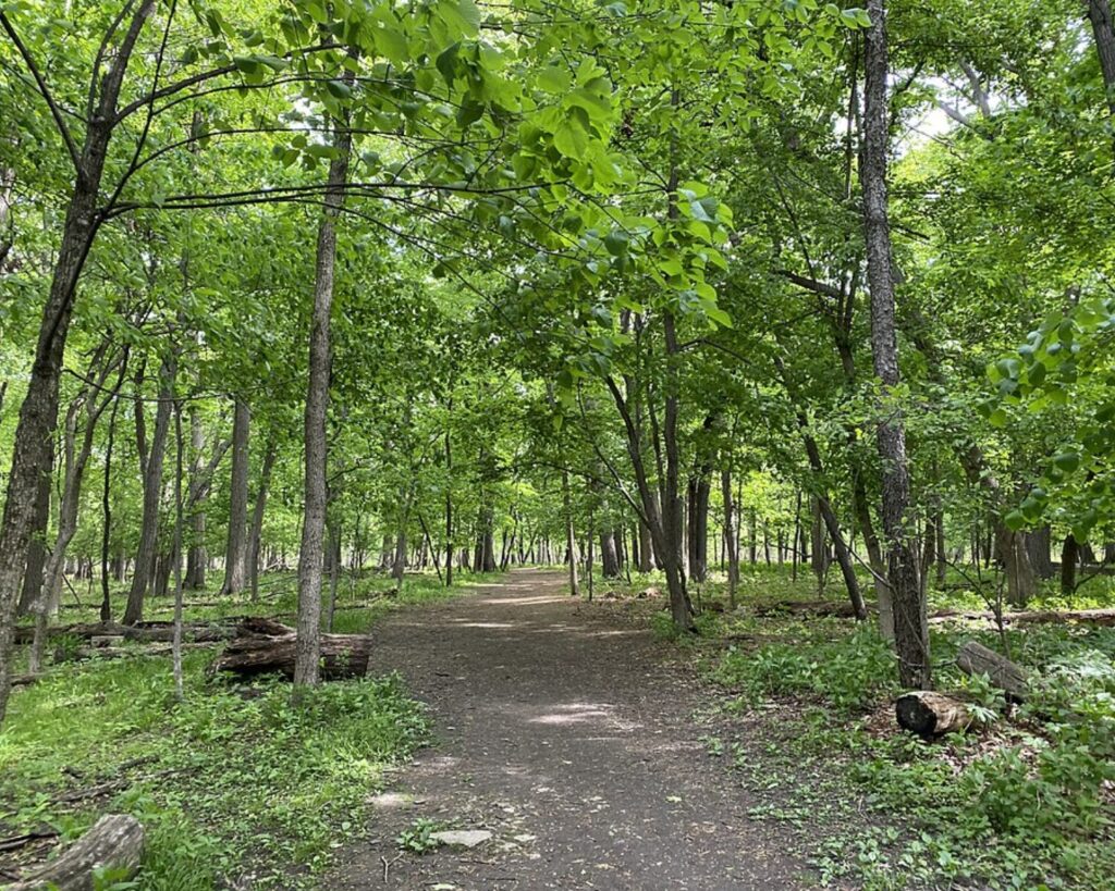 Shaded dirt trail winding through the dense green woodland of Thatcher Woods in River Forest.