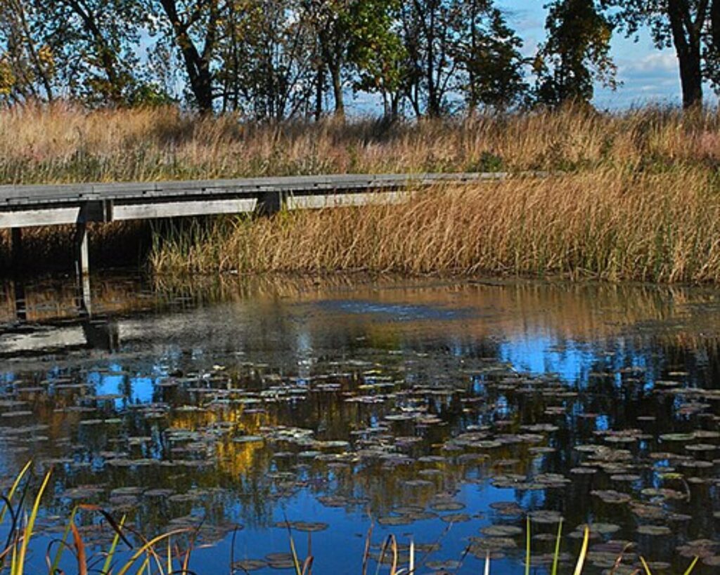 Wetland pond with tall reeds, a wooden boardwalk, and autumn trees at the South Shore Cultural Center Nature Area.