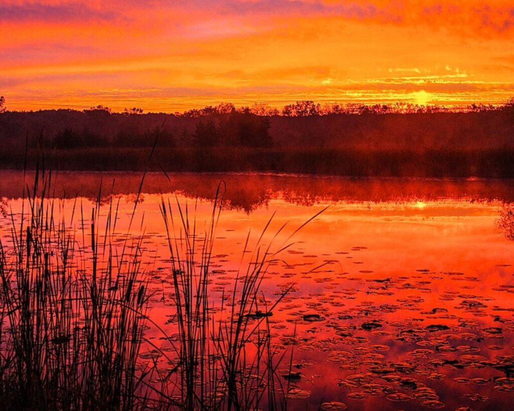 Sunset over a calm lake with an orange sky, silhouetted trees on the far shore, and tall reeds in the foreground.