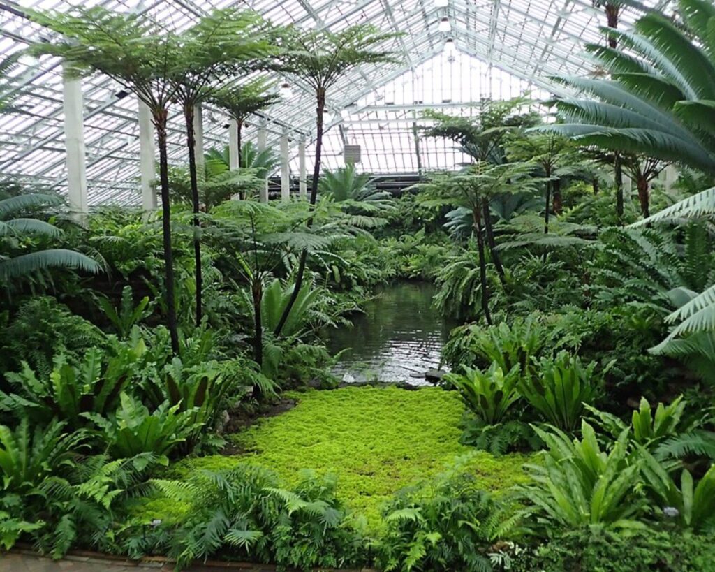 Lush tropical plants and a small pond inside the glass-roofed Garfield Park Conservatory.