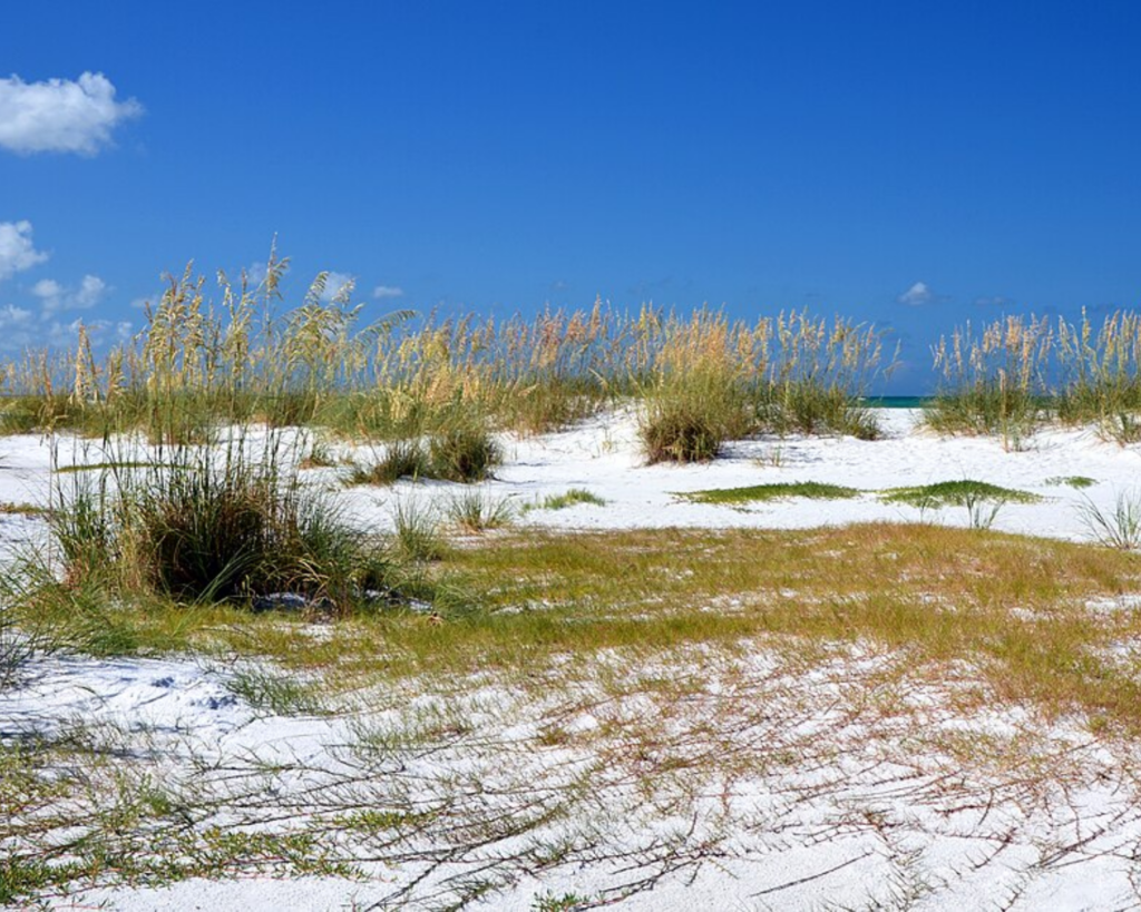 White sandy dunes with sea oats and coastal grasses on Anna Maria Island, Florida, beneath a vivid blue sky.