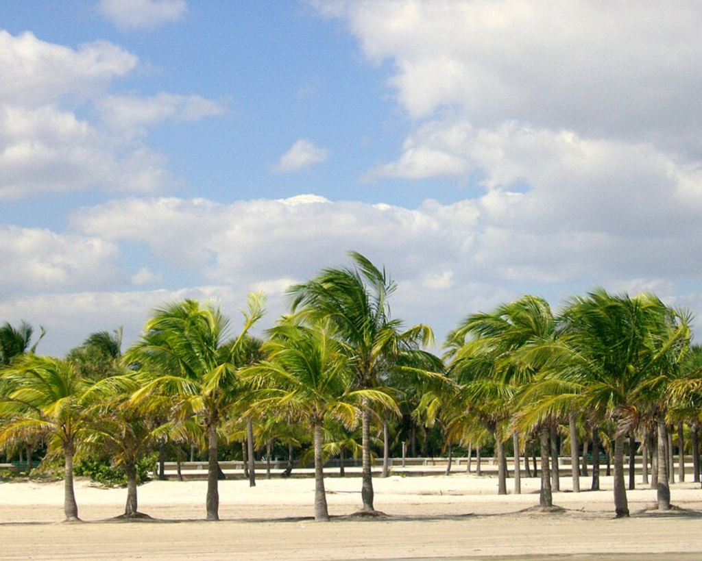 Palm trees lining the sandy grounds of Crandon Park in Key Biscayne, Florida, beneath a partly cloudy sky.