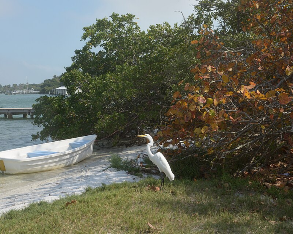 White heron standing beside a small boat on the shoreline of Longboat Key, Florida, with mangrove vegetation, calm water, and a pier in the background.