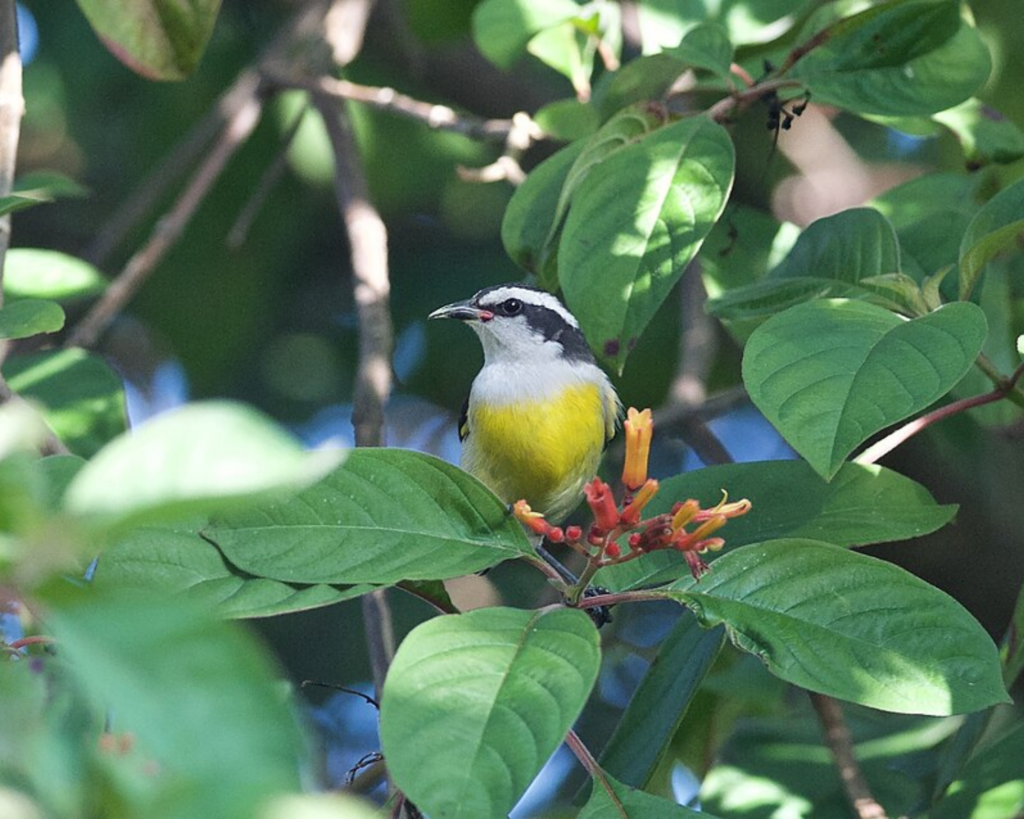 Bananaquit bird perched among green leaves and red-orange flowers at Richardson Park in Wilton Manors, Florida.