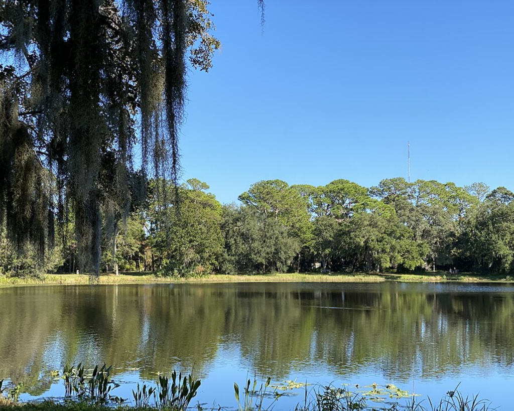 Lake Seminole Park in Florida, showing a calm lake bordered by dense trees and hanging Spanish moss beneath a clear blue sky.